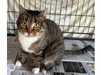 Adopt Itty Bitty a Domestic Short Hair