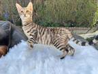 Toyger Kittens