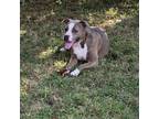 Adopt Ducky a Staffordshire Bull Terrier
