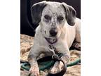 Adopt Pippa a Australian Cattle Dog / Blue Heeler, Beagle