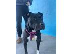 Adopt Oreo a Pit Bull Terrier, Mixed Breed