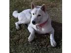 Adopt Sitka Rose a Husky, Shepherd