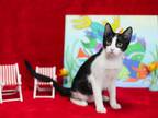 Adopt Pirelli a Domestic Short Hair