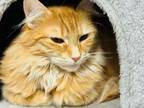 Adopt Peaches a Domestic Medium Hair