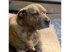 Adopt Sarabi a Shar-Pei