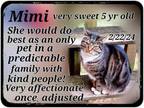 Adopt Mimi a Tabby