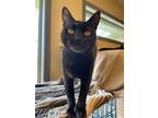 Adopt July a Extra-Toes Cat / Hemingway Polydactyl