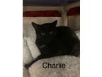Adopt Charlie (bonded to Pepper) a Domestic Medium Hair