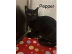 Adopt Pepper (bonded to Charlie) a Domestic Short Hair