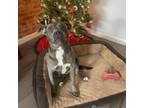 Adopt Mystic a Pit Bull Terrier