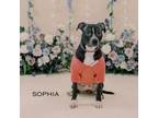 Adopt Sophia a Pit Bull Terrier