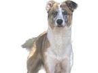 Adopt Ruby a German Shepherd Dog, Australian Shepherd