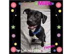 Adopt Millie a Labrador Retriever, Pit Bull Terrier