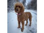 Adopt Leela a Standard Poodle