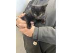 Adopt Gretel a Domestic Short Hair