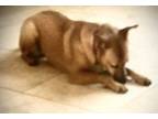 Adopt TERRA a Carolina Dog, Rhodesian Ridgeback
