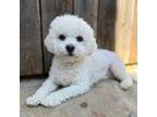 Adopt LILY BELLE a Bichon Frise