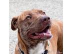 Adopt TIA a Staffordshire Bull Terrier