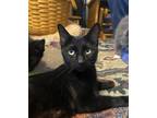 Adopt Mimosa a Domestic Short Hair