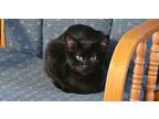 Adopt Martini a Domestic Short Hair