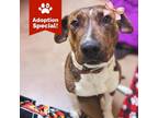 Adopt Quinie - Knows Sit & Walks Great on a Leash! - $0 Adoption Special!
