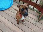 Adopt ginny a Boxer, American Bully