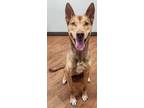 Adopt Sundae a Australian Kelpie