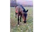 Adopt Ruthie a Standardbred