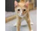 Adopt Brielle a Domestic Short Hair