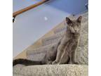 Adopt Silver a Domestic Short Hair, Russian Blue