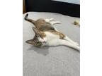 Adopt Betty a American Shorthair