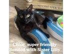 Adopt Baby Chloe Bonded [phone removed] Text & Call a Bombay