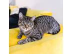 Adopt Molly a Domestic Short Hair