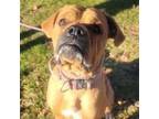 Adopt Noodles a Boxer