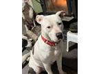 Adopt Cosette #54207 a Pit Bull Terrier