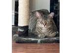 Adopt Ursula a Tabby