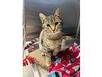 Adopt Feral Williams a Domestic Short Hair