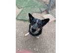 Adopt Jay a Australian Cattle Dog / Blue Heeler