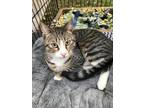 Adopt Perry a Tabby