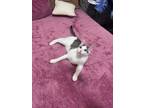 Adopt Cooper a American Shorthair