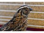 Adopt Trumpet a Quail