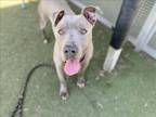 Adopt RENO a Pit Bull Terrier