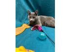 Adopt Turbo a Domestic Short Hair