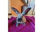 Adopt Merry (Bonded to Sprite) a Bunny Rabbit