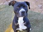 Adopt MAVERICK a American Staffordshire Terrier, Mixed Breed