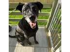 Adopt Kinai a Labrador Retriever