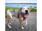 Adopt Goose a Mixed Breed