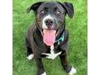 Adopt Cole a Terrier, American Staffordshire Terrier