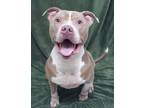 Adopt Cedric a Staffordshire Bull Terrier