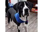 Adopt Axel a Great Dane